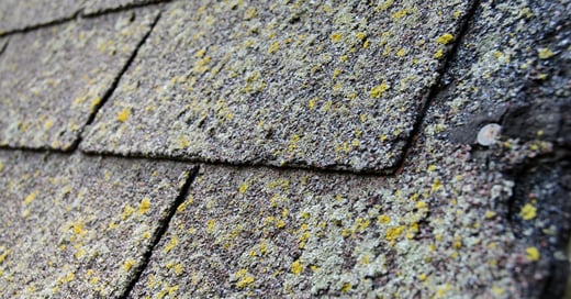 Moss, Algae, and Lichen: What’s Growing on Your Roof and How to Handle It